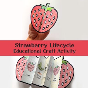 Strawberry Life Cycle Foldable | Preschool Coloring Activity (Digital Download)