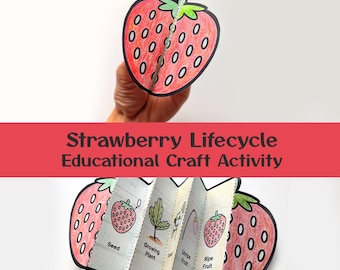 Strawberry Life Cycle Foldable | Preschool Coloring Activity (Digital Download)