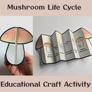 May include: A colourful paper craft activity for children to learn about the life cycle of a mushroom. The craft includes a mushroom with a red and orange cap, a white stem, and a folded paper strip with illustrations of the different stages of the mushroom's life cycle.