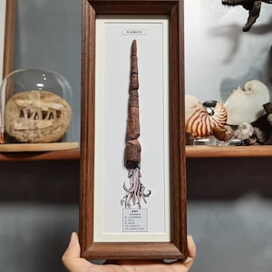 Extra-Long Orthoceras Fossil Display Frame, Straight Cephalopod with Paper Sculpture Reconstruction, Wall Decor, Science Gif