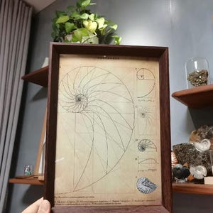 May include: A framed print depicting a nautilus shell spiral diagram with geometric lines and text. The print has a vintage aesthetic with a brown wooden frame. The artwork is displayed against a neutral background.