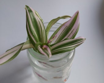 Cuttings of misery nanouk, tradescantia nanouk, pretty drooping and colorful plant, which requires little care and moderate exposure
