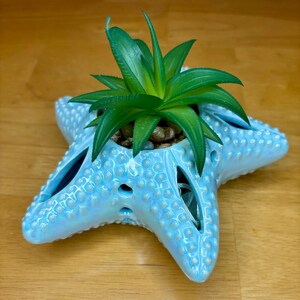 May include: A light blue ceramic starfish planter with a green succulent plant inside. The planter has a textured surface and is decorated with small white dots.