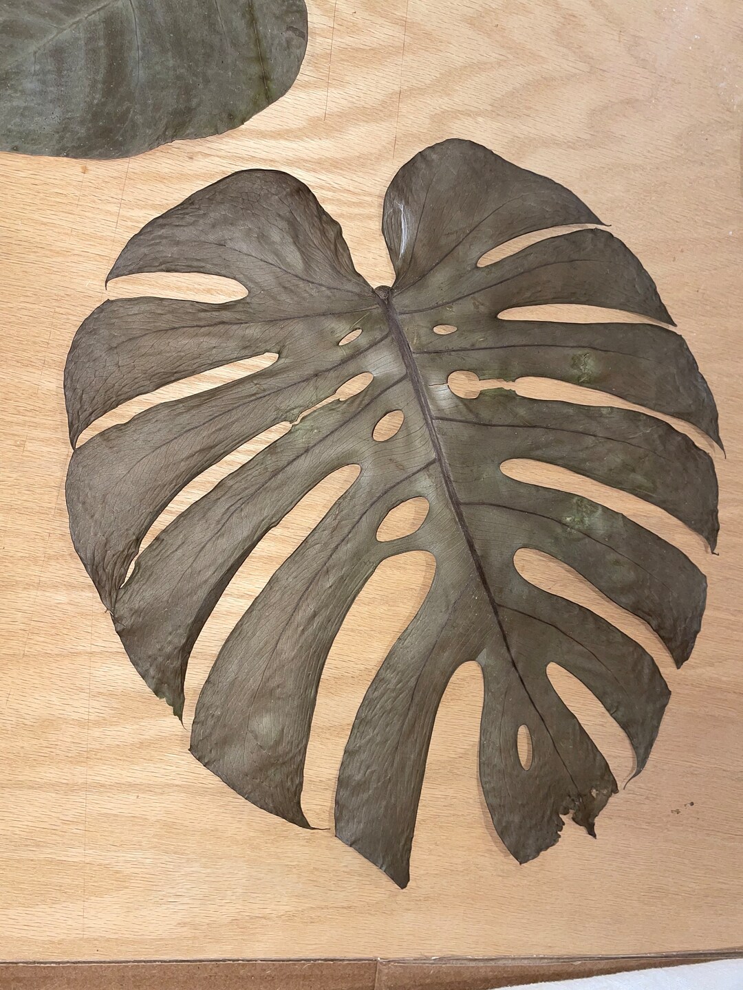 Botanical Pressed Leaves - Etsy