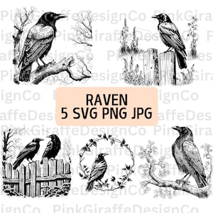Gedetailleerde ravenschets SVG-bundel, raaf op een tak png-bestand, vogelkraai illustratie, dierlijke illustraties, vogel vectorbestand