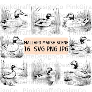 Pacchetto SVG di scena di germano reale nella palude selvaggia, file PNG dettagliato di uccelli e anatre, contorno di germano reale, illustrazione di anatre, clip art di animali