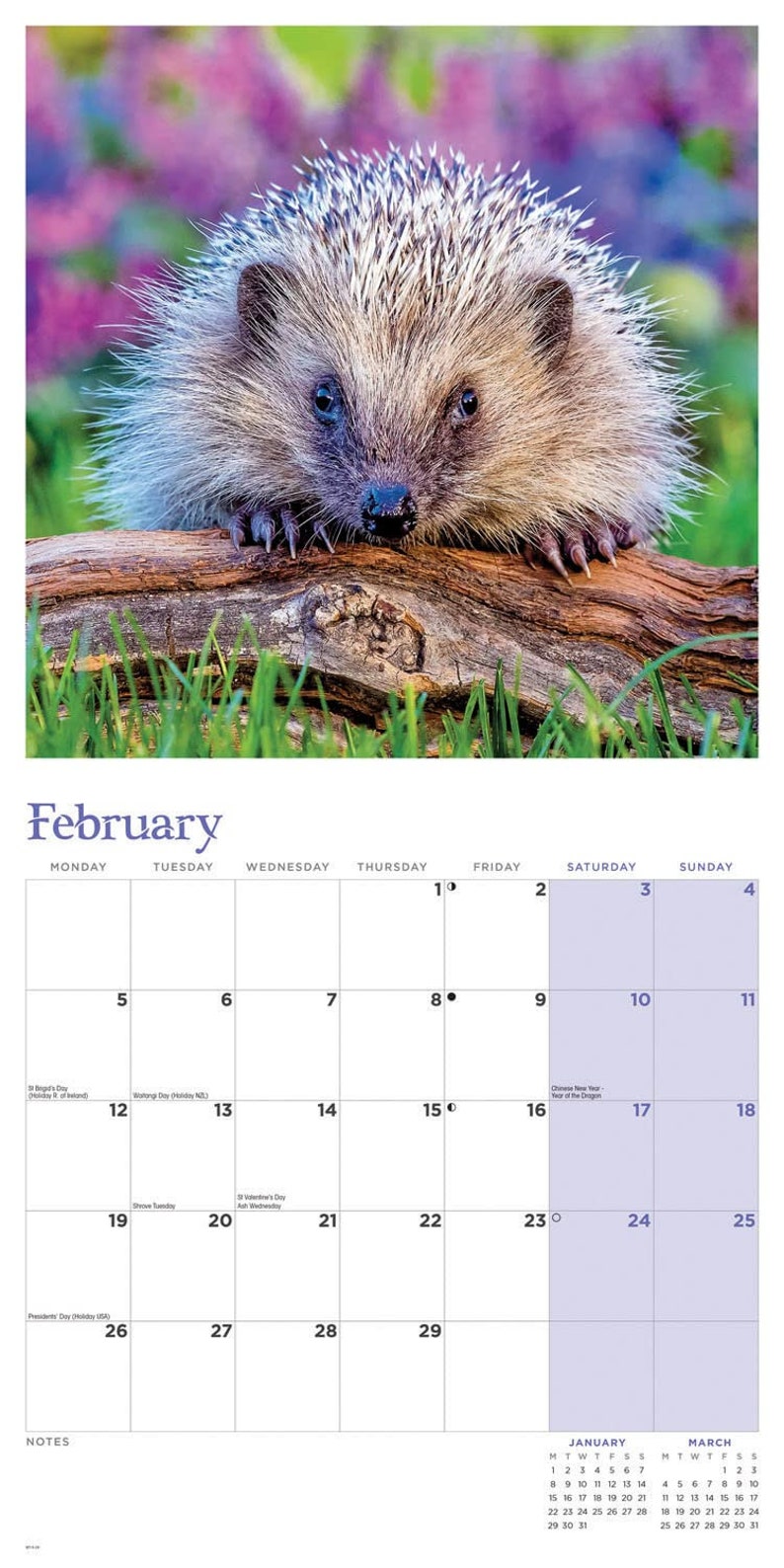 Hedgehogs 2024 Calendar Etsy