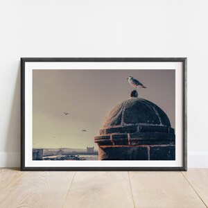 Fotografía gaviota Fotografía Essaouira Fotografía vintage Decoración de pared digital Fotografía mar Fotografía animal Fotografía marruecos