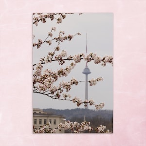 Blühende Sakuras Postkarte, Natur-Fotografie, Standard Postkarte
