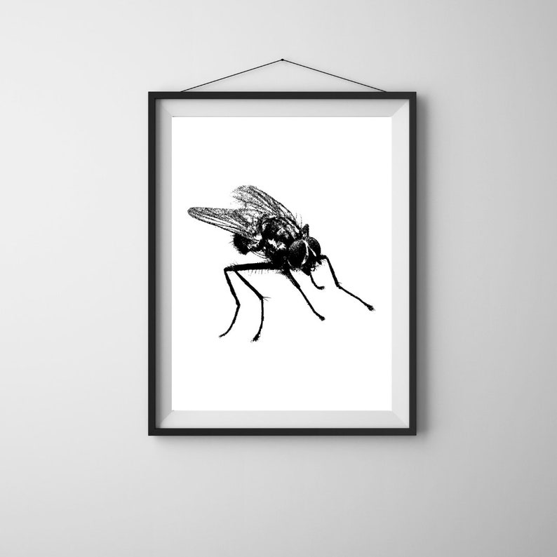 Fly Print Set, Fly Wall Art, Fly Wall Art Digital Download, Fly Wall Art Office, Fly Wall Decor