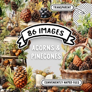 Aquarelle glands et pommes de pin Clipart Bundle - 86 images transparentes PNG, décor d’automne rustique, téléchargement numérique pour un usage commercial