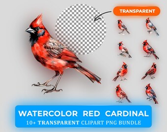 Watercolor Red Cardinal Clipart Bundle PNG - 10+ High-Quality PNGs with Transparent Background