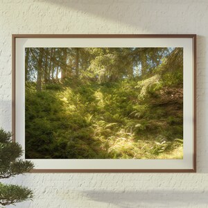 May include: A framed photograph of a lush green forest with sunlight streaming through the trees. The image shows a dense canopy of trees and a carpet of ferns and foliage on the forest floor.