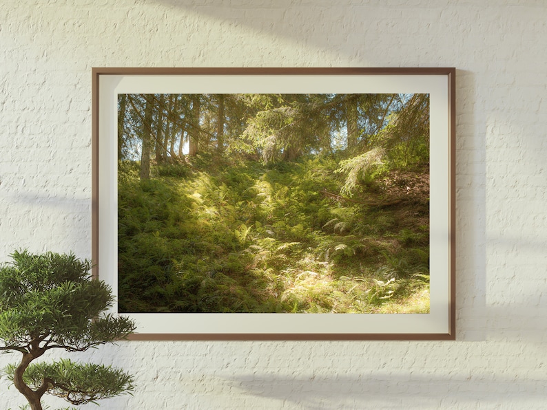 May include: A framed photograph of a lush green forest with sunlight streaming through the trees. The image shows a dense canopy of trees and a carpet of ferns and foliage on the forest floor.