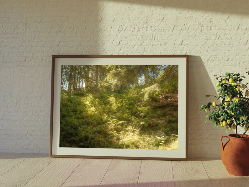 May include: A framed photograph of a lush green forest with sunlight filtering through the trees. The frame is brown wood and the photo is printed on white paper.
