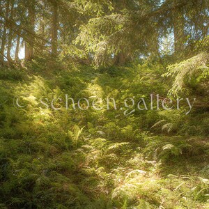 May include: A lush green forest floor with ferns and sunlight filtering through the trees.