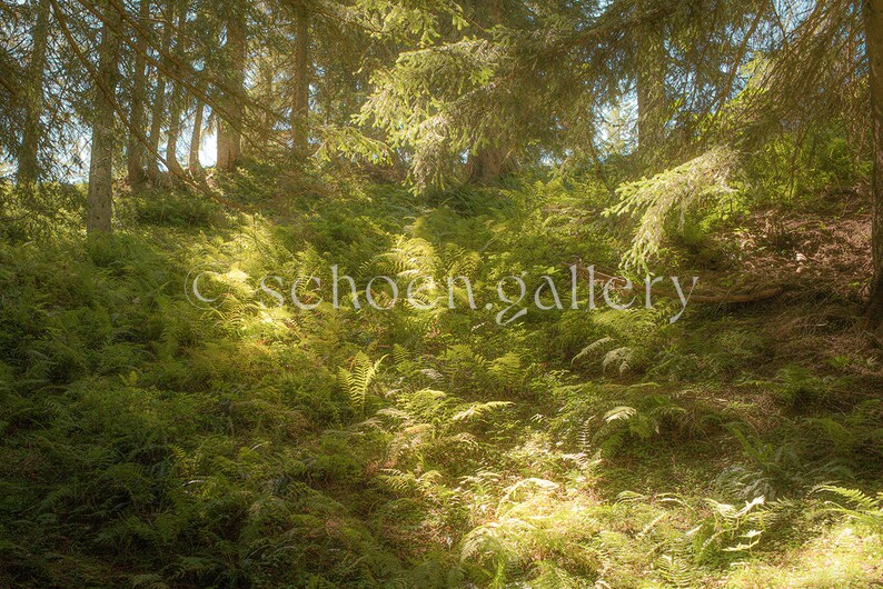 May include: A lush green forest floor with ferns and sunlight filtering through the trees.