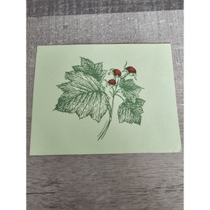 May include: A green and red botanical illustration of a plant with leaves and berries. The plant is labeled "THIMBLEBERRY".