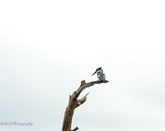 Bonte IJsvogel