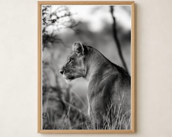 Lioness Black and White Wildlife Photo Printable Wall Art, Lioness Wall Decor
