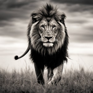 Lion Picture - captivating black and white photo of a lion, lion wall art, lion photo, digital download, digital art