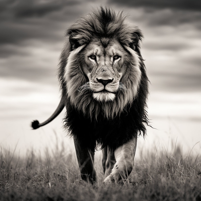 May include: A black and white photograph of a majestic lion with a thick mane walking towards the camera in a grassy field.