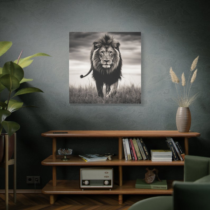 May include: A black and white photograph of a lion walking towards the camera in a grassy field. The lion has a thick mane and is looking directly at the viewer.