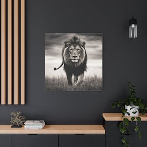 May include: A black and white photograph of a lion walking towards the camera in a grassy field. The lion has a thick mane and is looking directly at the viewer.