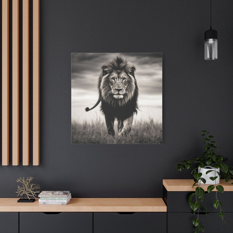 May include: A black and white photograph of a lion walking towards the camera in a grassy field. The lion has a thick mane and is looking directly at the viewer.