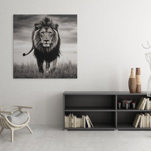May include: A black and white photograph of a lion walking towards the camera in a grassy field. The lion has a thick mane and is looking directly at the viewer.