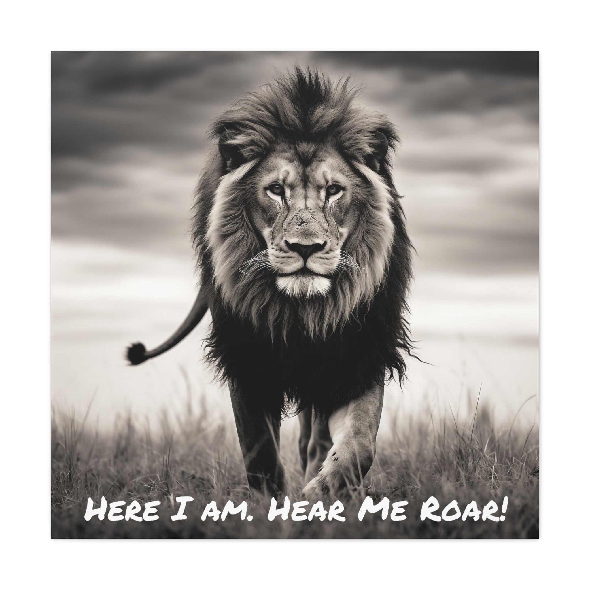 Lion Picture - Here I Am. Hear Me Roar! Captivating Black and