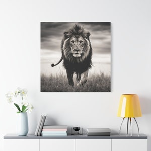 May include: A black and white photograph of a lion walking towards the camera in a grassy field. The lion has a thick mane and a serious expression.
