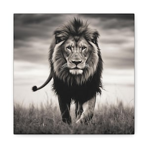 Lion Picture - captivating black and white photo of a lion on canvas