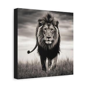 Lion Picture - captivating black and white photo of a lion on canvas image 2