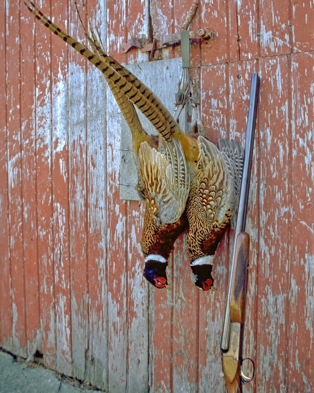 Pheasant Printable Wall Art, Hunting Printable Wall Art, Pheasant Print