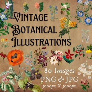 Ilustrações Botânicas Vintage - 80 PNGs Botânicos - Ephemera Vintage, Diários, Adesivos, Criação de Cartões, Artesanato Vintage - PNG e JPG Floral