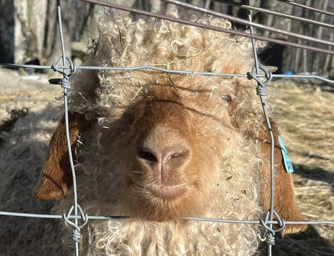 Washed Mohair From Bleating Hearts Lochlan Avery His Firstever