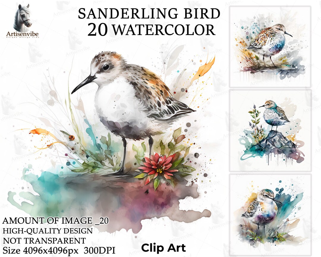 Sanderling Bird Watercolor Clipart Nursery At Paper Craft Etsy