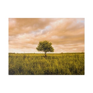 Solitary Sentinel: Oak Tree in the Golan Heights, Photography on Matte Canvas