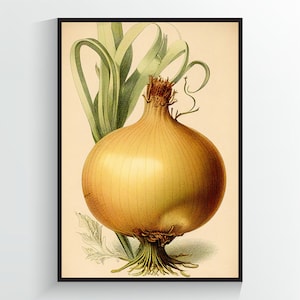 Onion Vintage Illustration - Vegetable Art Print - A2/A3/A4/A5/A6 DIGITAL DOWNLOAD - Printable Wall Art