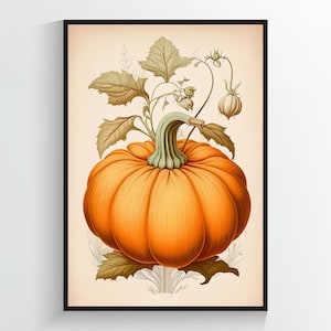 Pumpkin Vintage Illustration - Vegetable Art Print - A2/A3/A4/A5/A6 DIGITAL DOWNLOAD - Printable Wall Art