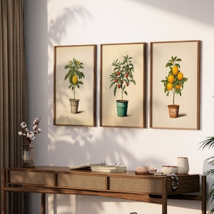 SET of 3 PRINTS Lemon, Apple and Orange Trees in a Pot - Kitchen Wall Art - Fruit Art (UNFRAMED)