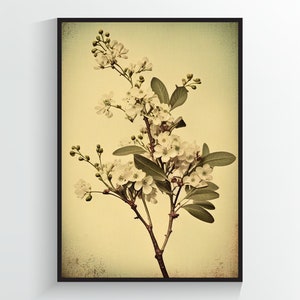 Cherry Blossom Vintage Poster - Sakura Flower Art Print - A2/A3/A4/A5/A6 DIGITAL DOWNLOAD - Printable Wall Art
