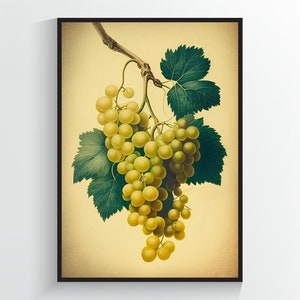 Green Grapes -  Vintage Fruit Print - A2/A3/A4/A5/A6 DIGITAL DOWNLOAD - Printable Wall Art
