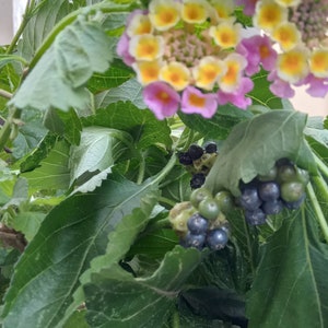 Puede incluir: Primer plano de una planta con flores rosas y amarillas y bayas de color azul oscuro. La planta tiene hojas verdes y está creciendo en una maceta.