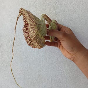 May include: A dried flower with a long stem and a large, textured petal. The petal has burgundy spots on a beige background, with green and beige accents. The flower is held by a hand against a white background. A botanical specimen.