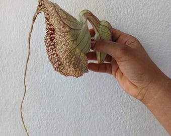 Jamaican  Duck Flower | 2 Duck Flower | Wildcrafted Jamaican Alkaline Herbal Tea (Flor de Pato, Palo Guaco) dried