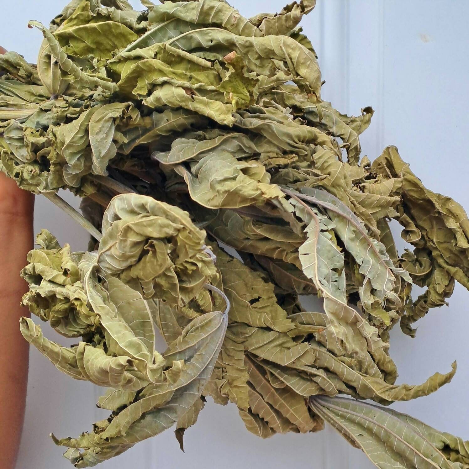 Crush Caster Oil Leaves Etsy