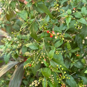 4oz Jamaican  Dog blood bush bush(coarse )