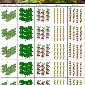 Op de afbeelding: Een diagram dat een tuinplantplan laat zien met vijf verschillende groenten: suikererwten, spinazie, rutabaga, wortels en radijzen. Elke groente is ge&iuml;llustreerd met een rij van vijf afbeeldingen.